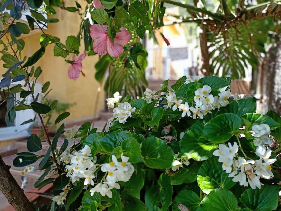 Villa Falconera Apartaments, Gandia A Las Faldas De La Montana エクステリア 写真