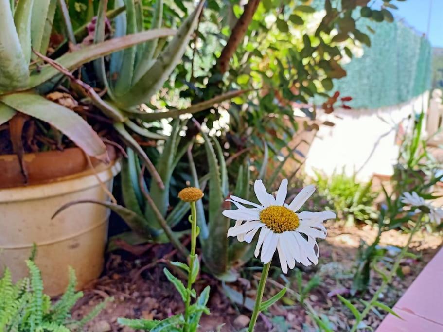 Villa Falconera Apartaments, Gandia A Las Faldas De La Montana エクステリア 写真
