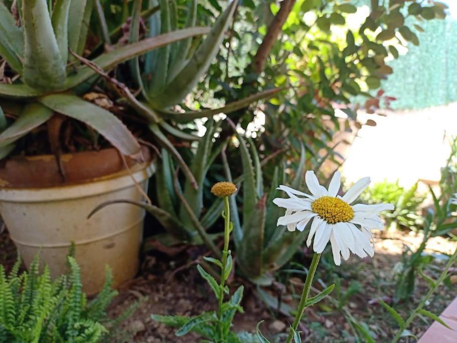 Villa Falconera Apartaments, Gandia A Las Faldas De La Montana エクステリア 写真