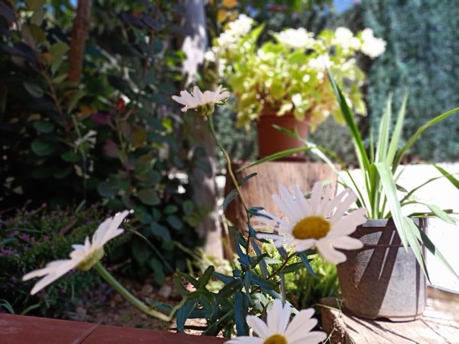 Villa Falconera Apartaments, Gandia A Las Faldas De La Montana エクステリア 写真