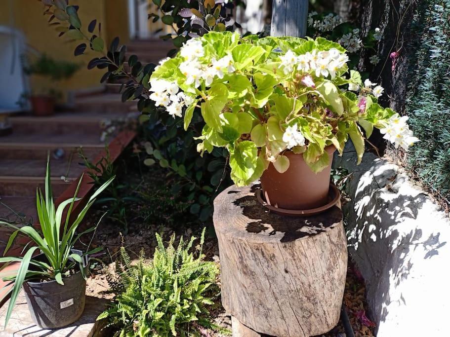 Villa Falconera Apartaments, Gandia A Las Faldas De La Montana エクステリア 写真
