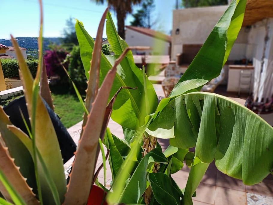 Villa Falconera Apartaments, Gandia A Las Faldas De La Montana エクステリア 写真