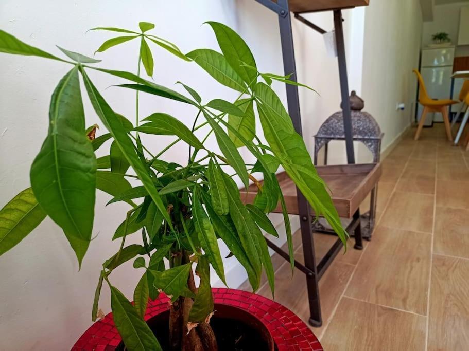 Villa Falconera Apartaments, Gandia A Las Faldas De La Montana エクステリア 写真