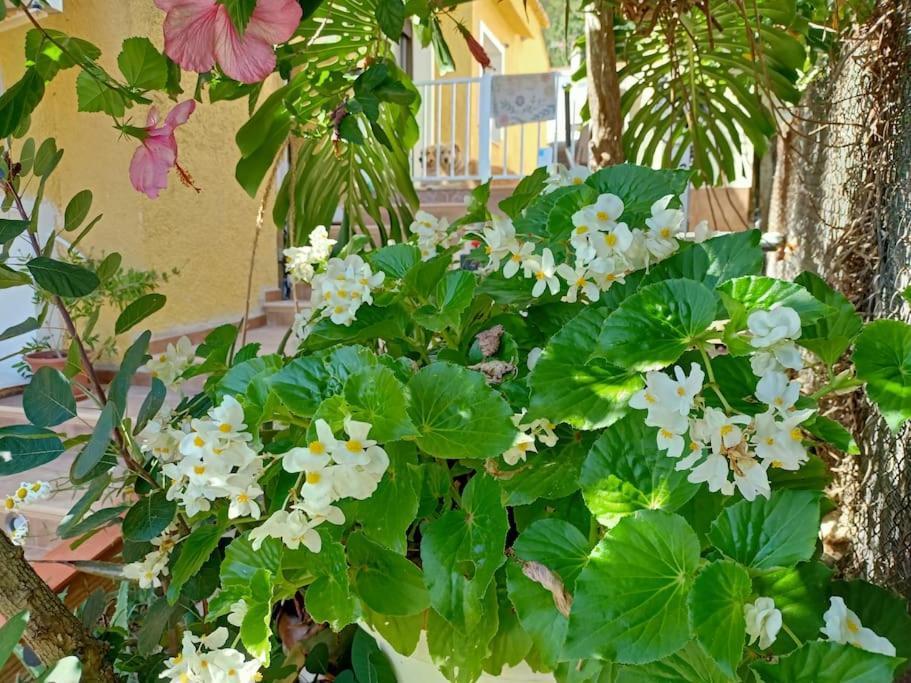 Villa Falconera Apartaments, Gandia A Las Faldas De La Montana エクステリア 写真