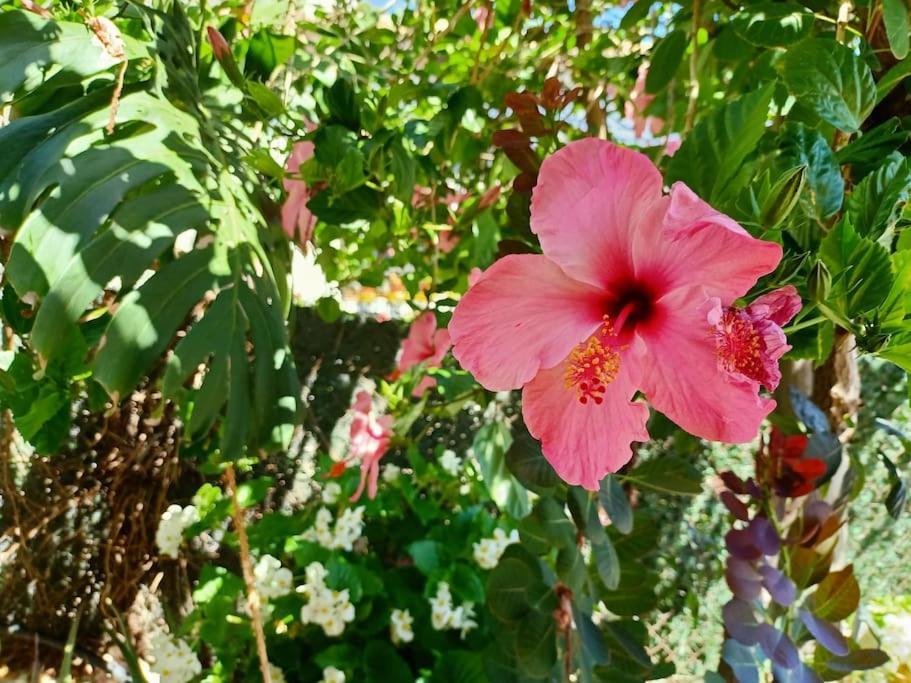 Villa Falconera Apartaments, Gandia A Las Faldas De La Montana エクステリア 写真