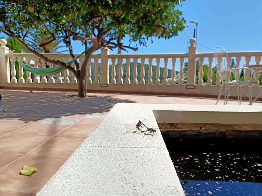 Villa Falconera Apartaments, Gandia A Las Faldas De La Montana エクステリア 写真
